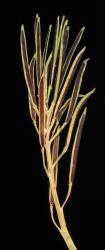 Cardamine subcarnosa. Inflorescence with siliques (CHR 624024).
 Image: P.B. Heenan © Landcare Research 2019 CC BY 3.0 NZ